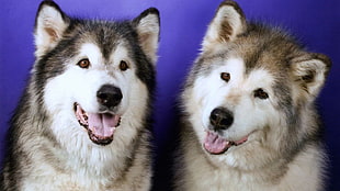photo of two black and brown Siberian Husky
